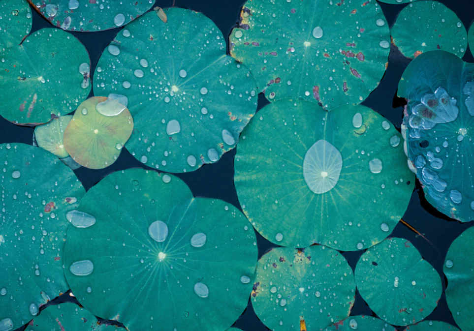 Buddha's Blend Tea Pack of 12 Sachets - Image 4