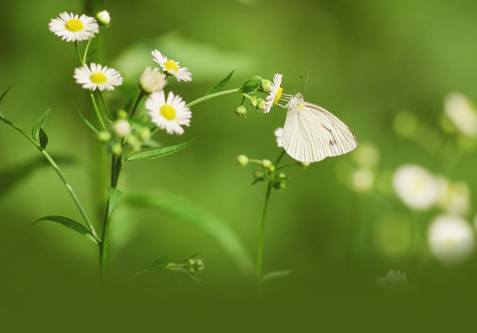 Butterfly Jasmine Tea - Image 9