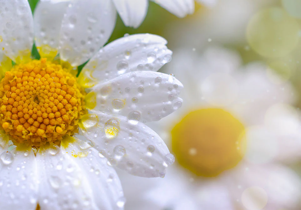 Organic Calming Chamomile Tea - Image 7