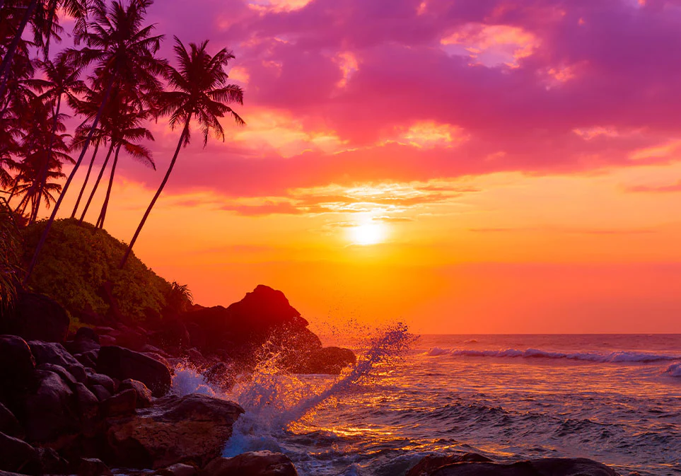 Caribbean Crush Tea Pack of 12 Sachets - Image 5