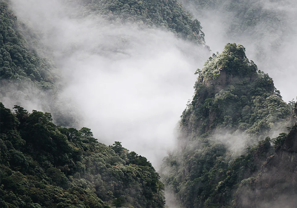 Guangzhou Milk Oolong Tea - Image 7