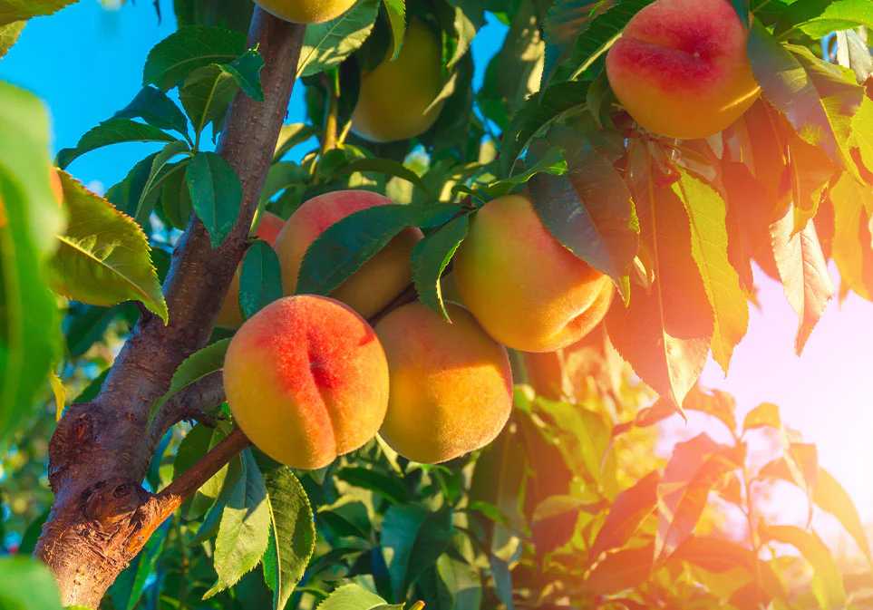 Just Peachy Tea - Image 7