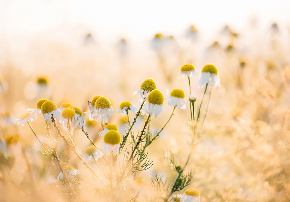 Organic Chamomile Dreamland Loose Leaf Tea Bag 200 g - Image 5