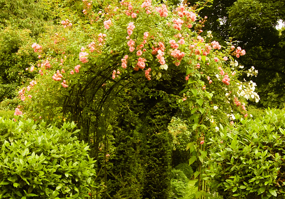 Organic Earl Grey Rooibos - Image 7