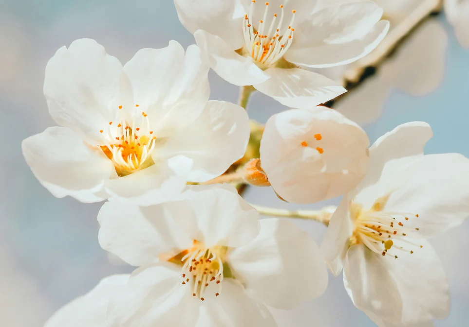 Organic Jade Tieguanyin Tea - Image 7