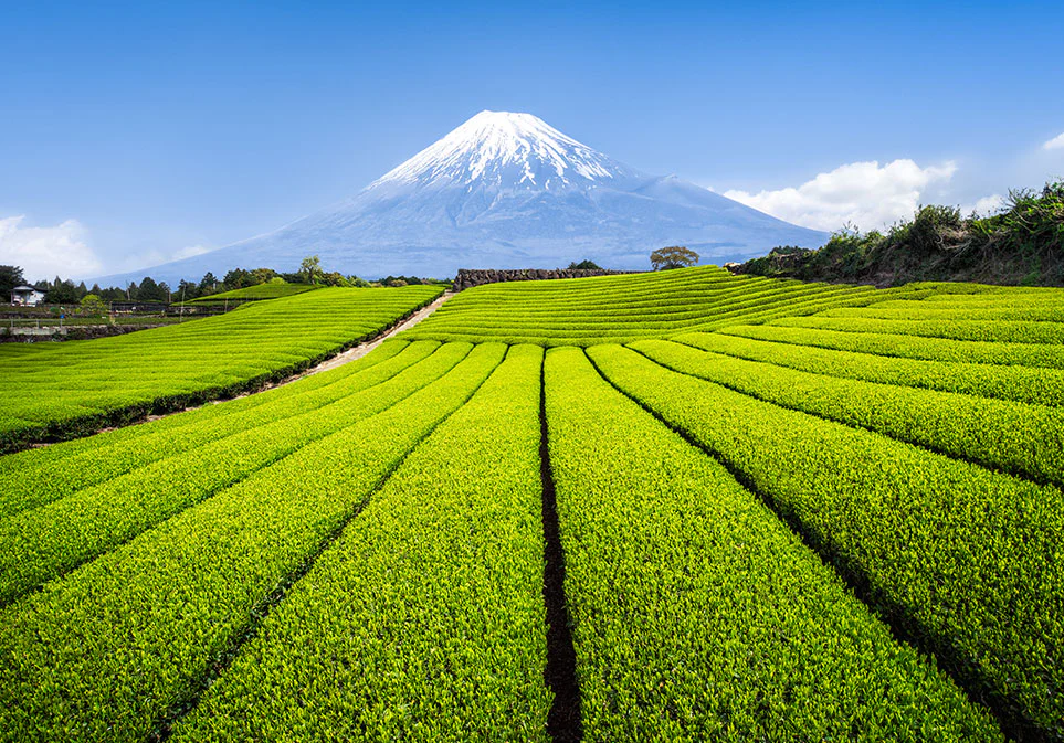 Organic Japanese Sencha Tea Pack of 15 Sachets - Image 3