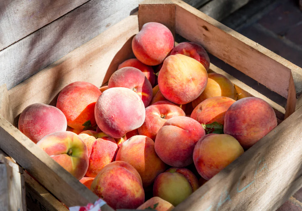 Organic Peach Matcha Tea Printed Tin - Image 5