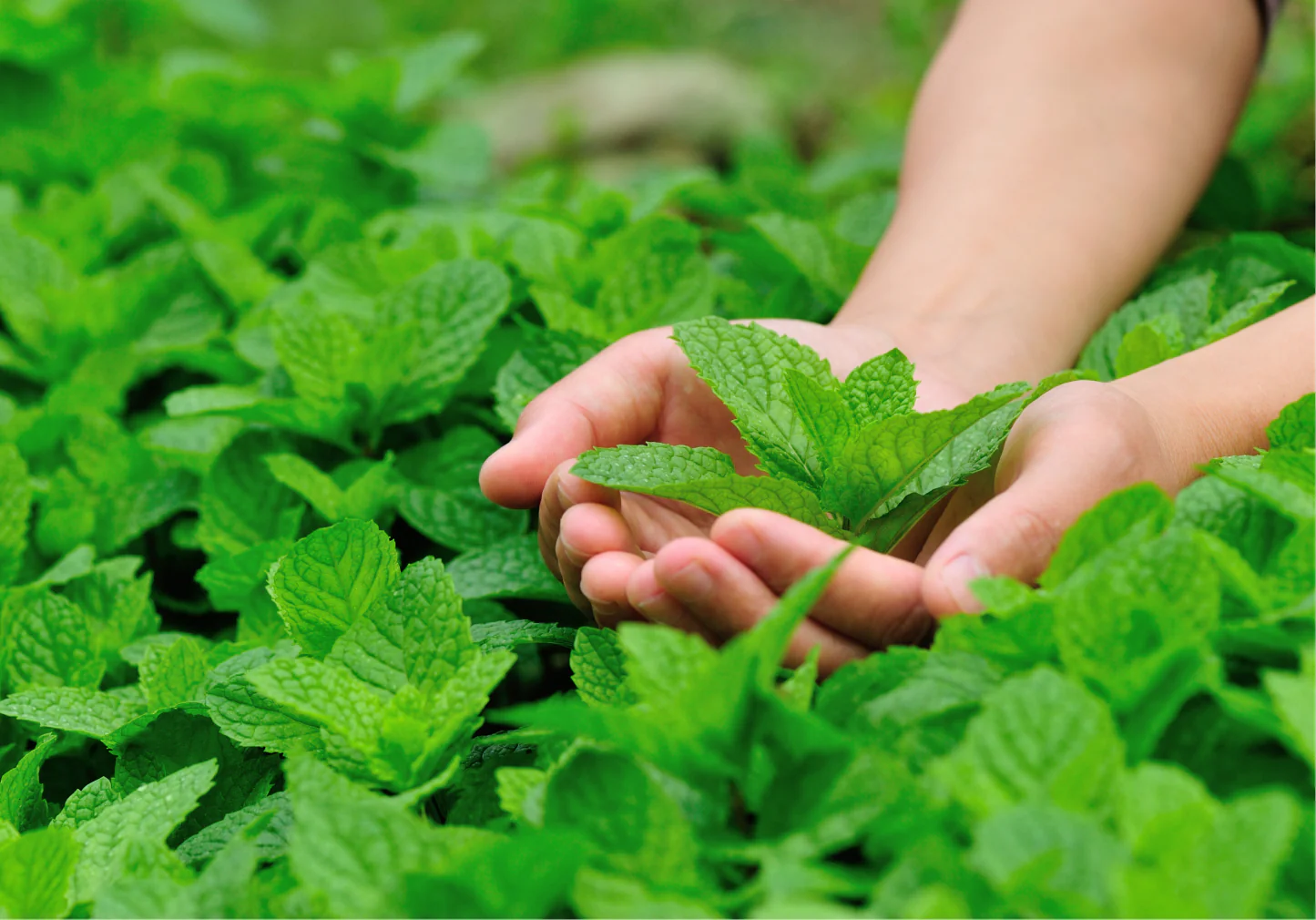 Organic Peppermint Amour Tea Pack of 15 Sachets - Image 3