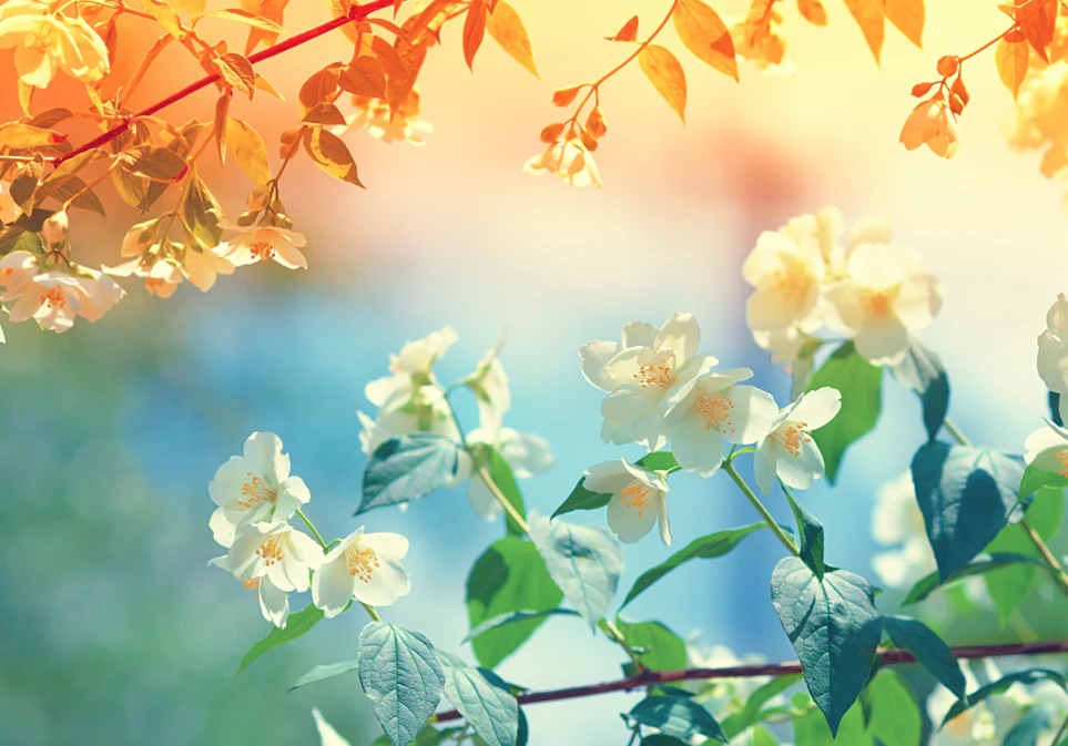 Organic Silk Dragon Jasmine Tea - Image 7