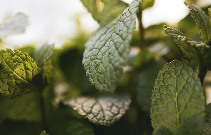 Organic Spearmint To Be Tea - Image 5