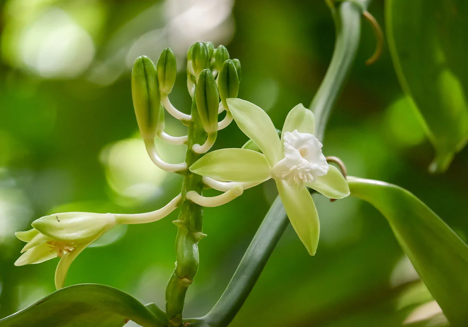 Organic Vanilla Matcha - Image 7